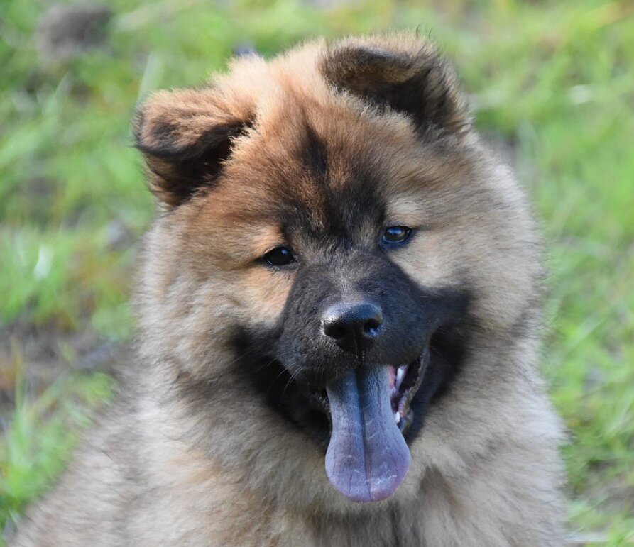 Собака с синим языком как называется порода фото