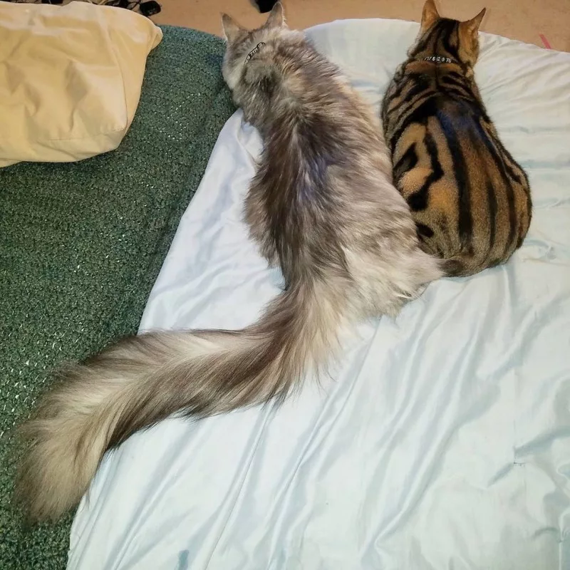 Мейн кун хвост. Кот Сигнус с самым длинным хвостом. Кот Мейн кун с хвостом. Сигнус кот порода. Длинная шерсть на хвосте
