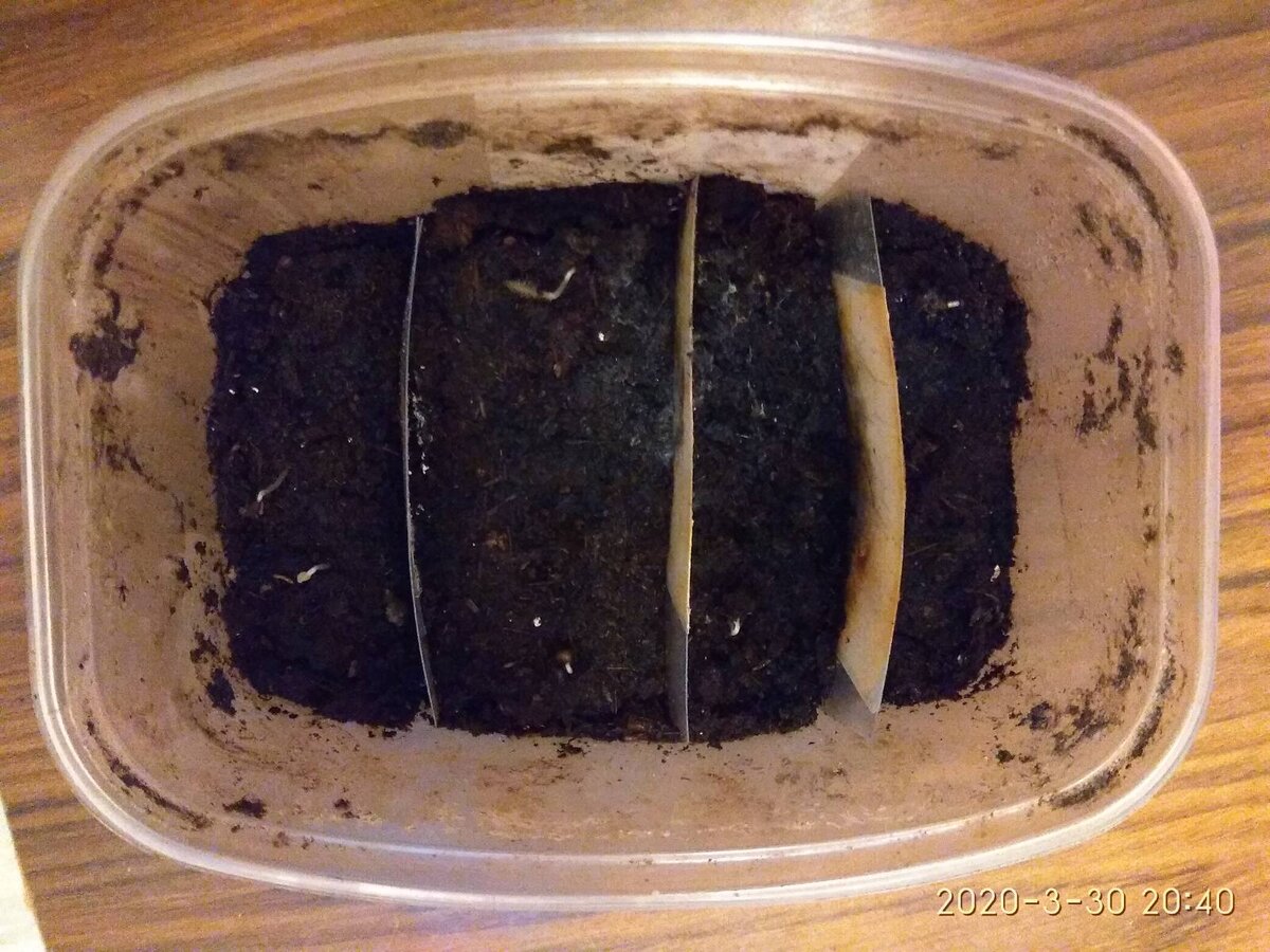 Перегородки — это чтобы разные сорта не путать.