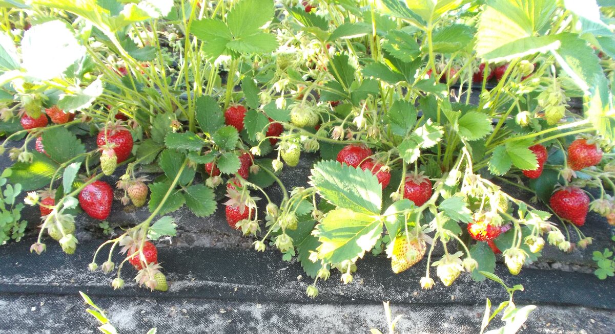 Плодоношение ремонтантной клубники