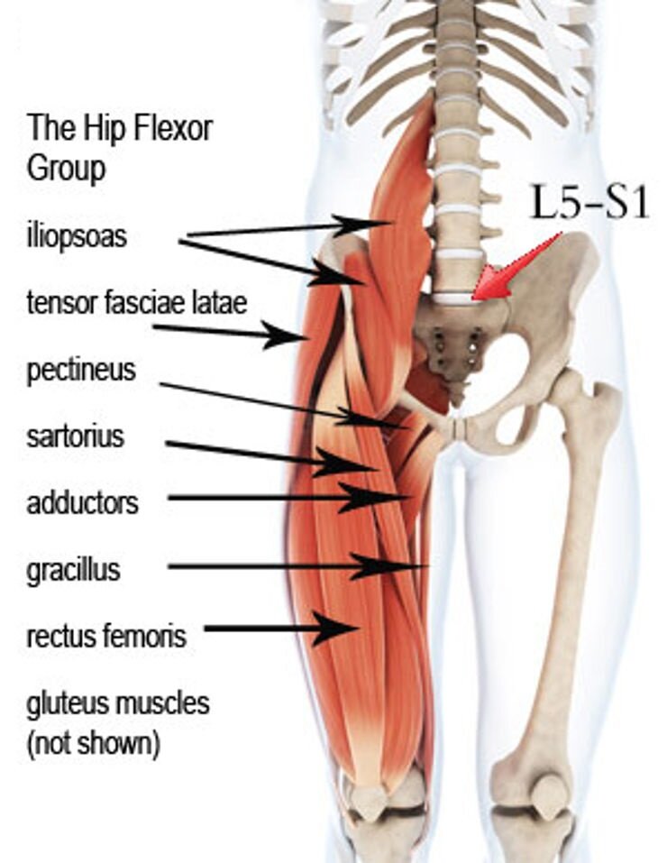 Флексоры бедра