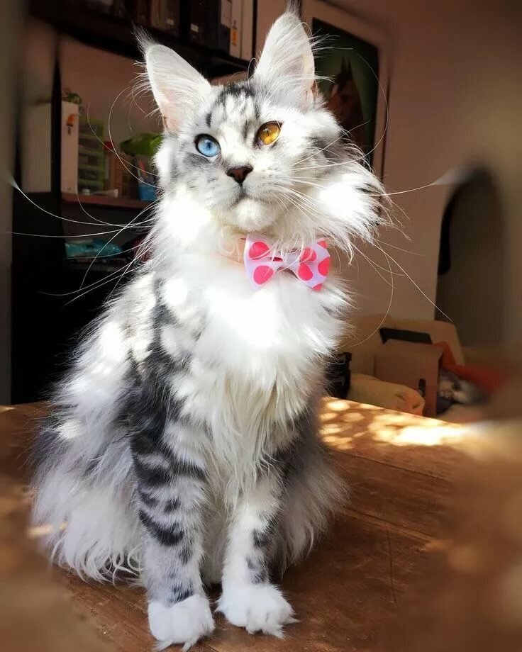 только посмотрите на его не обычную внешность! Она завораживает!