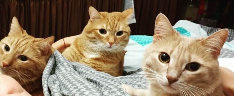 На фото Ричард, Нерв и Я. И щека двуногой в кадр попала, неудобно мне снимать, лапки ведь)