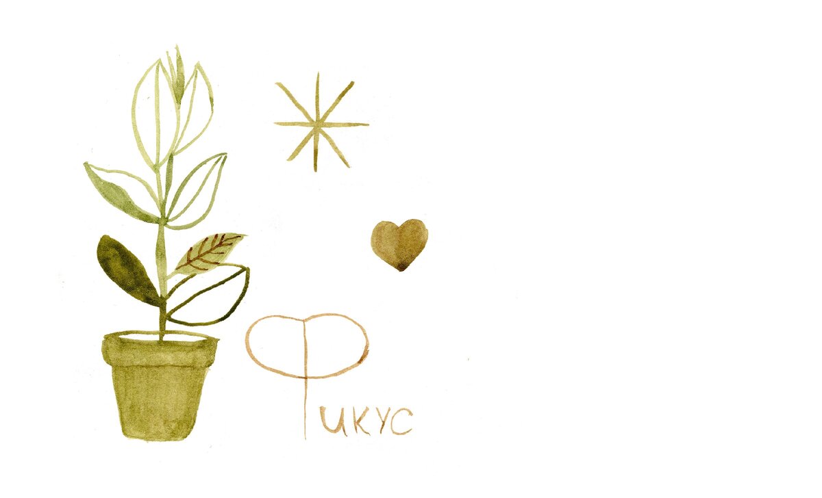 по обилию рисунков и фото можно догадаться, что это моё любимое растение