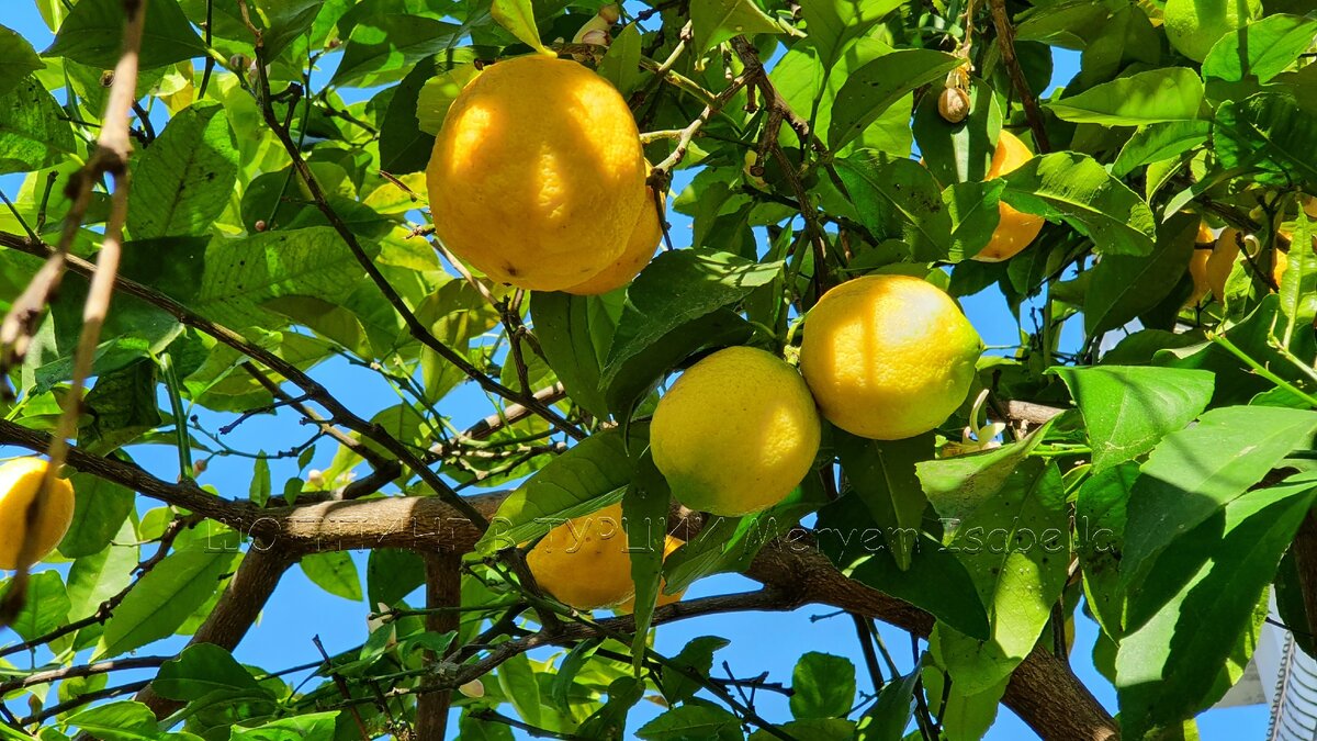 В апреле заканчивается сезон лимонов.  Они уже перерастают и нам сказали употребить их как можно быстрее.