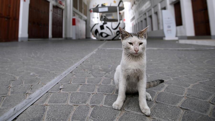 Фото: REUTERS/Hamad I Mohammed