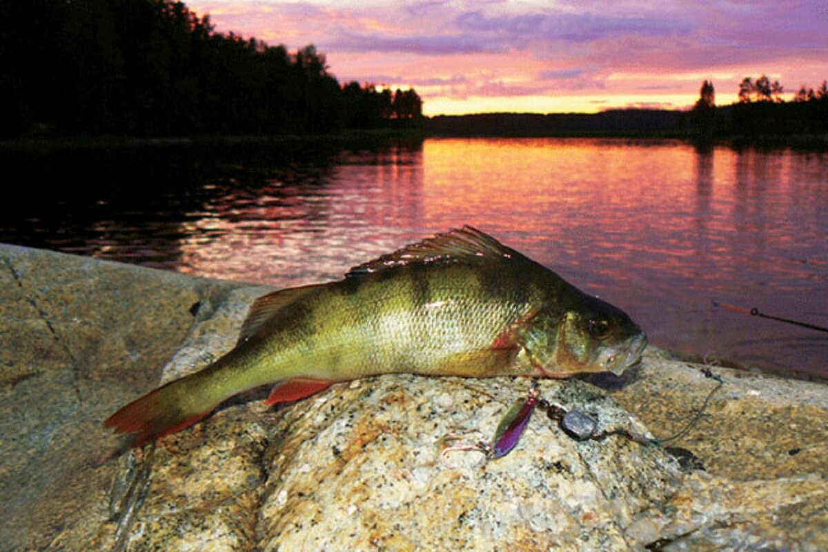 Клев вечером. Рыбалка на Широковском. Ночная рыбалка рыба. Ночной окунь. Окунь ночью.