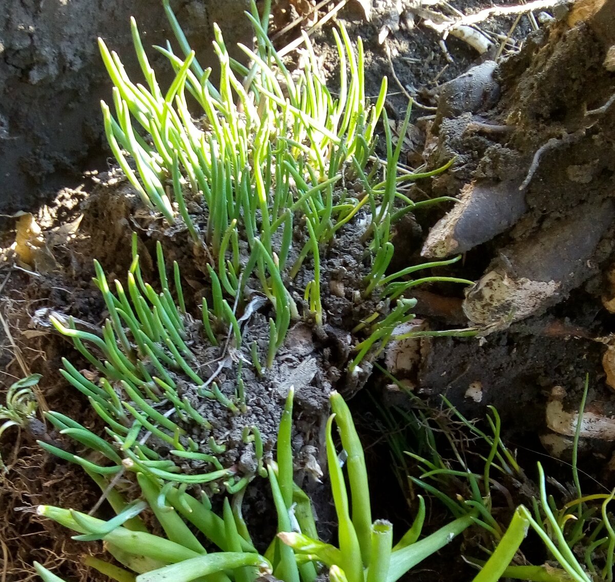 батун и шнитт  луки, подаренные соседкой