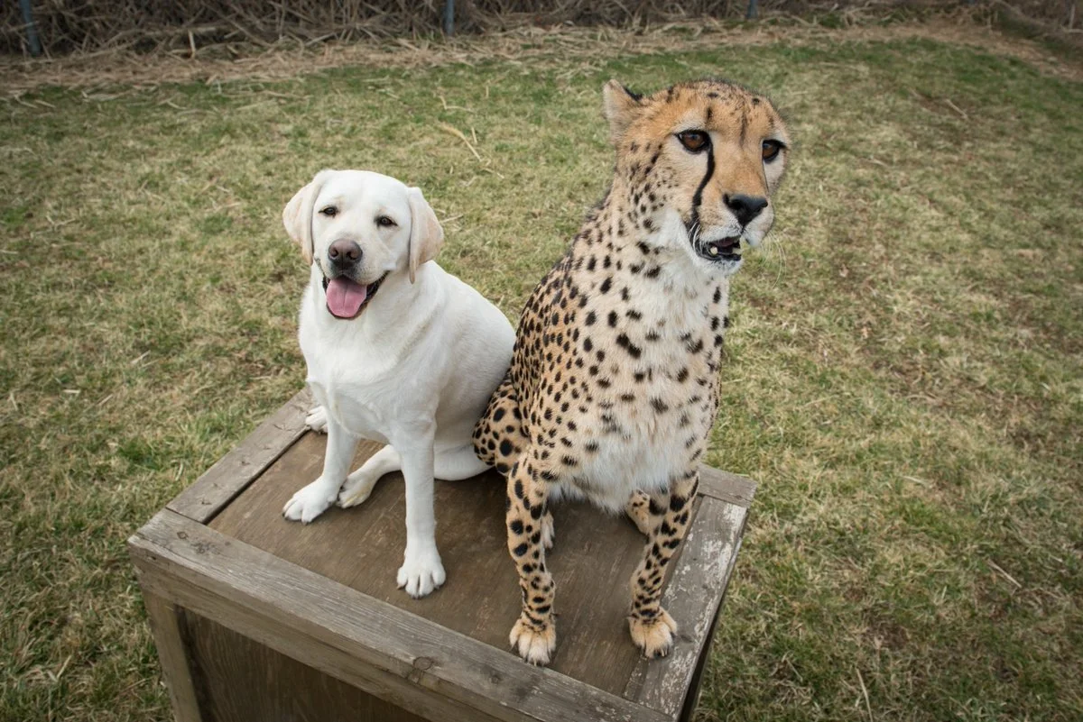 Вднх можно с собакой. Гепард и собака. Гепарды и собаки в зоопарке. Гепард и лабрадор. Щенок гепарда.