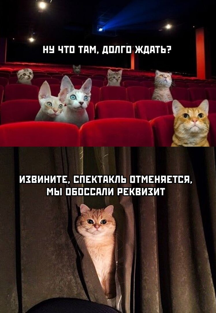 Коты мемы. Кот Мем. Котик в театре. Спектакля не будет кот.