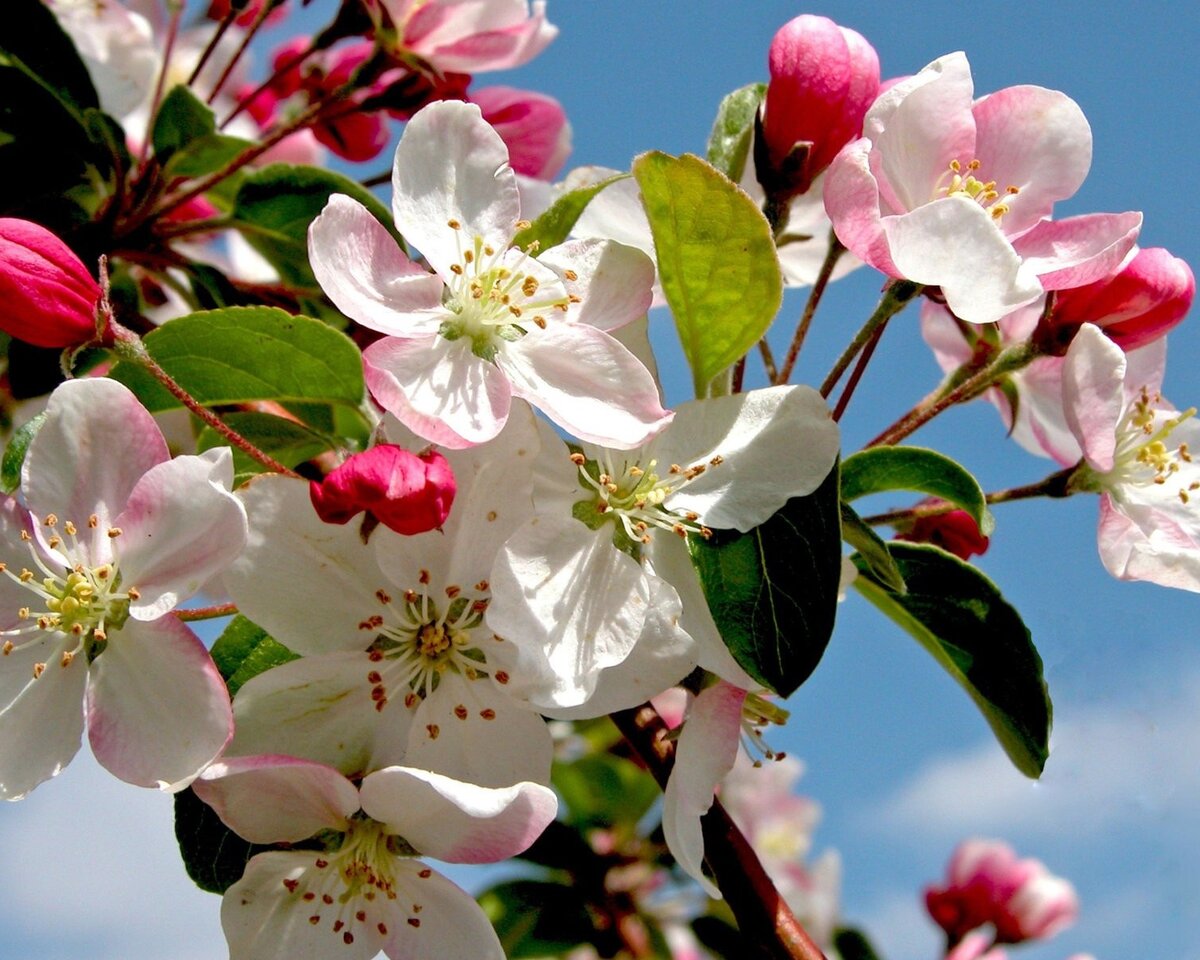 блони в цвету. Фото из открытых источников
