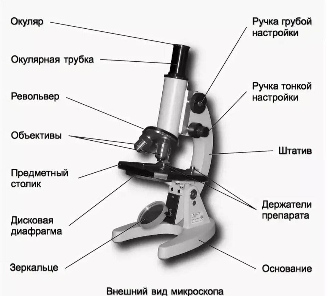 Микроскоп чем отличаются. Микроскоп строение микроскопа. Микроскоп строение и функции. Строение микроскопа макровинт. Схема строения микроскопа.