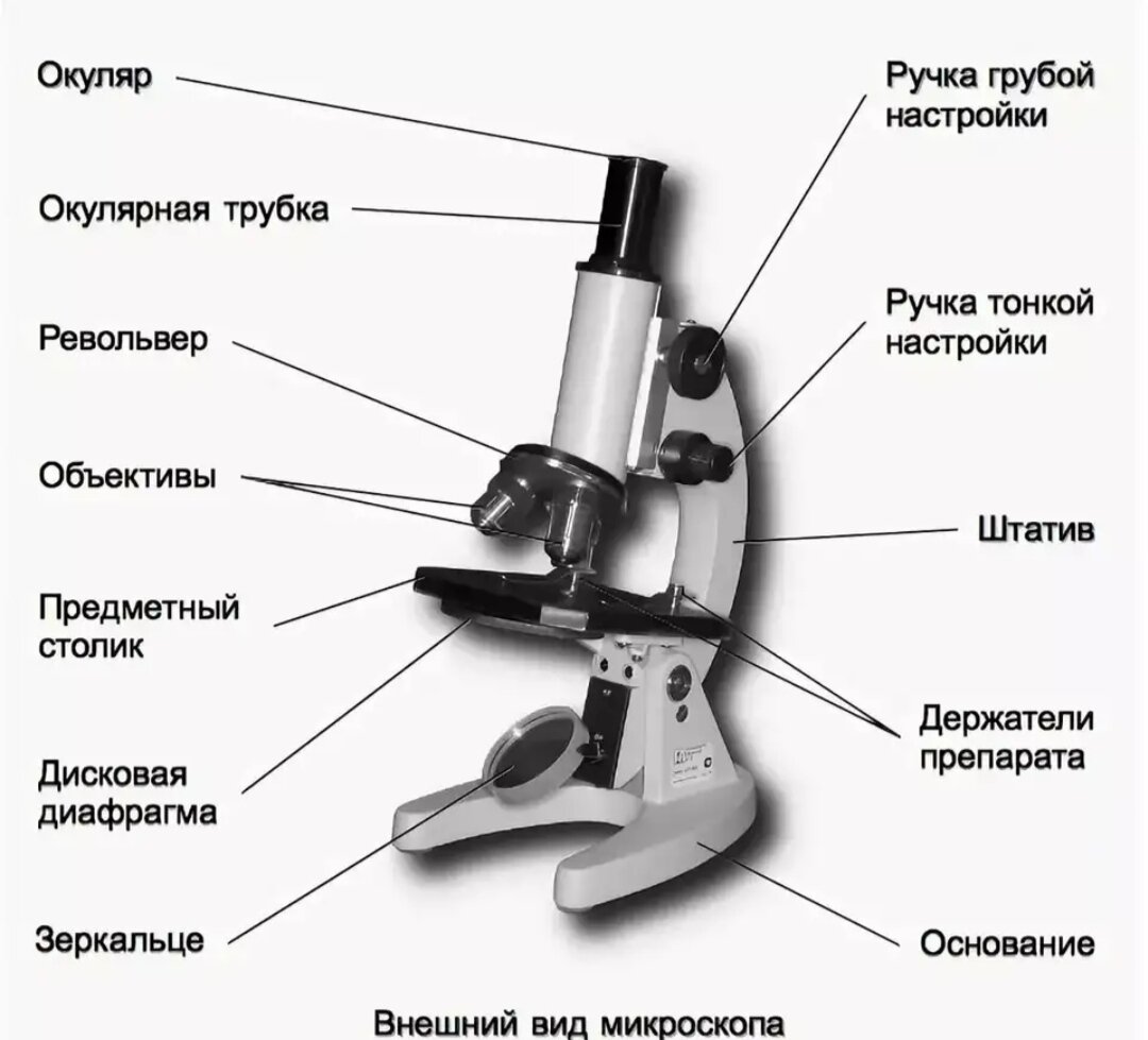 Строение микроскопа рисунок. Микроскоп строение микроскопа. Микроскоп строение и функции. Строение микроскопа макровинт. Схема строения микроскопа.