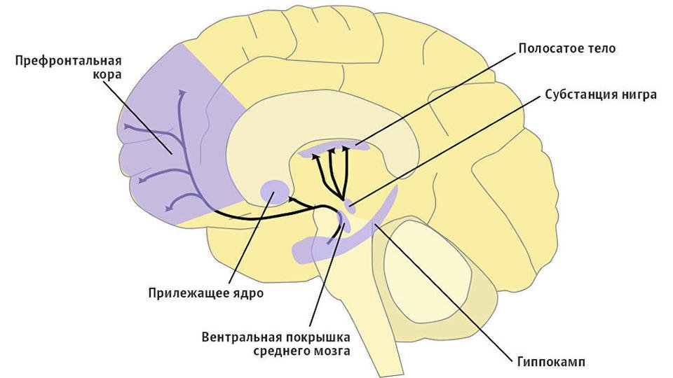 Часть мозга отвечающие за состояние влюбленности