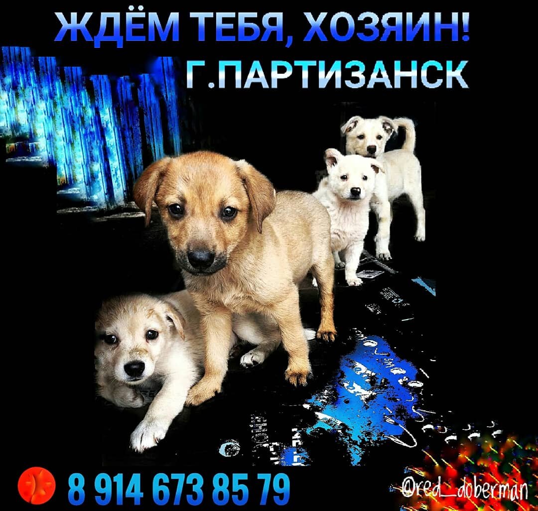 Приморский край г. Партизанск 89146738579 подарите деткам дом. 