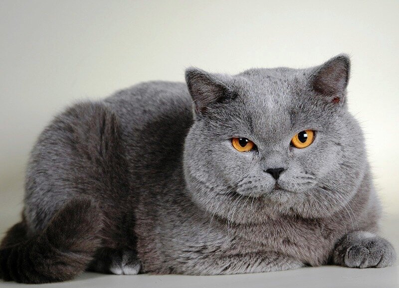 Британские короткошёрстные кошки уверены в своей фотогеничности. Фото petadvisor.in.ua