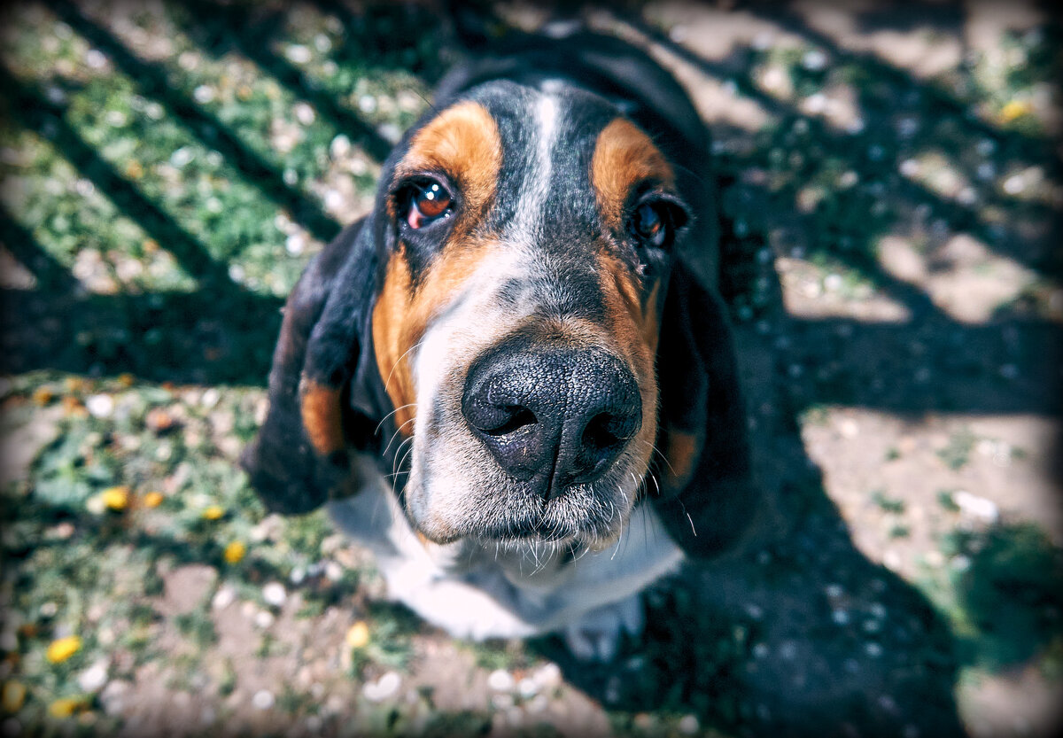 Поцелуй меня в носик