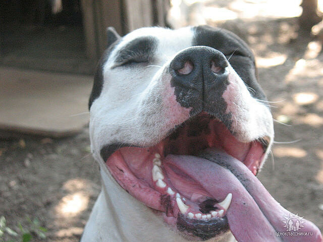 АСТ - Каспер "И улыбка до ушей"