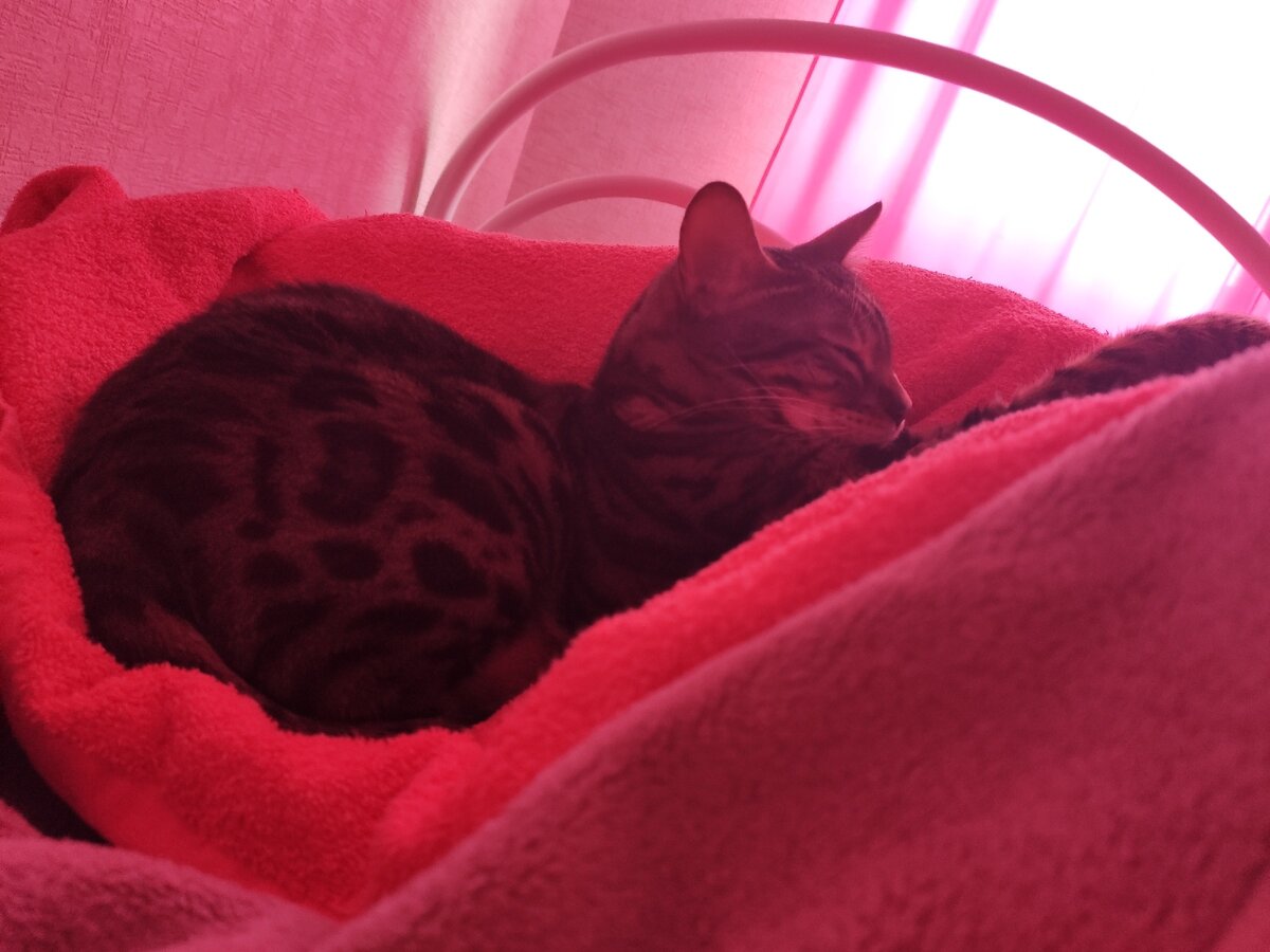 Сложила лапы на мой бок и спокойненько сопела :)