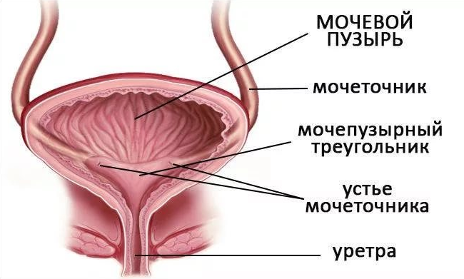 Скопление смегмы: лечение и диагностика