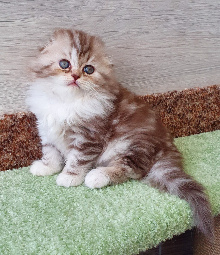 Шотландский котёнок