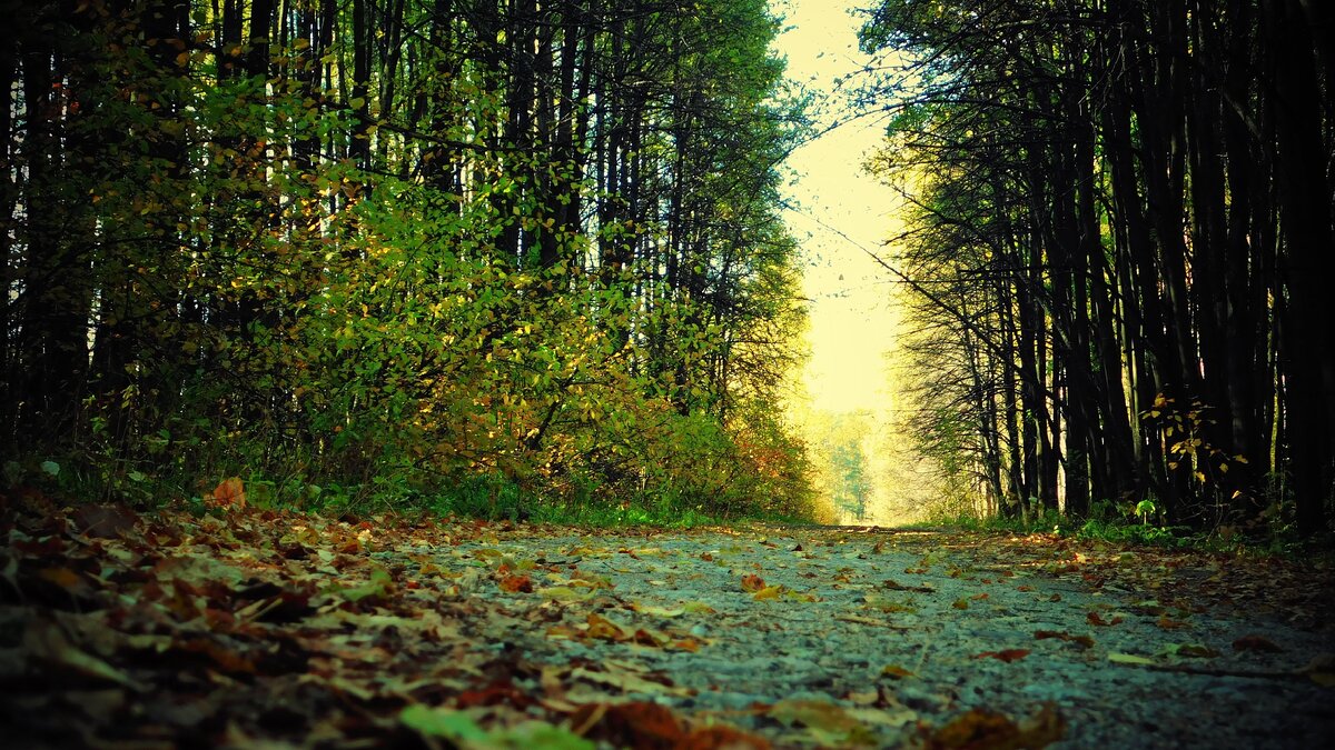 Ботанический сад СО РАН. начало пути