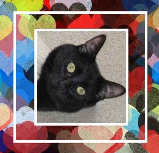 Котик Соник  Фото и коллаж личные