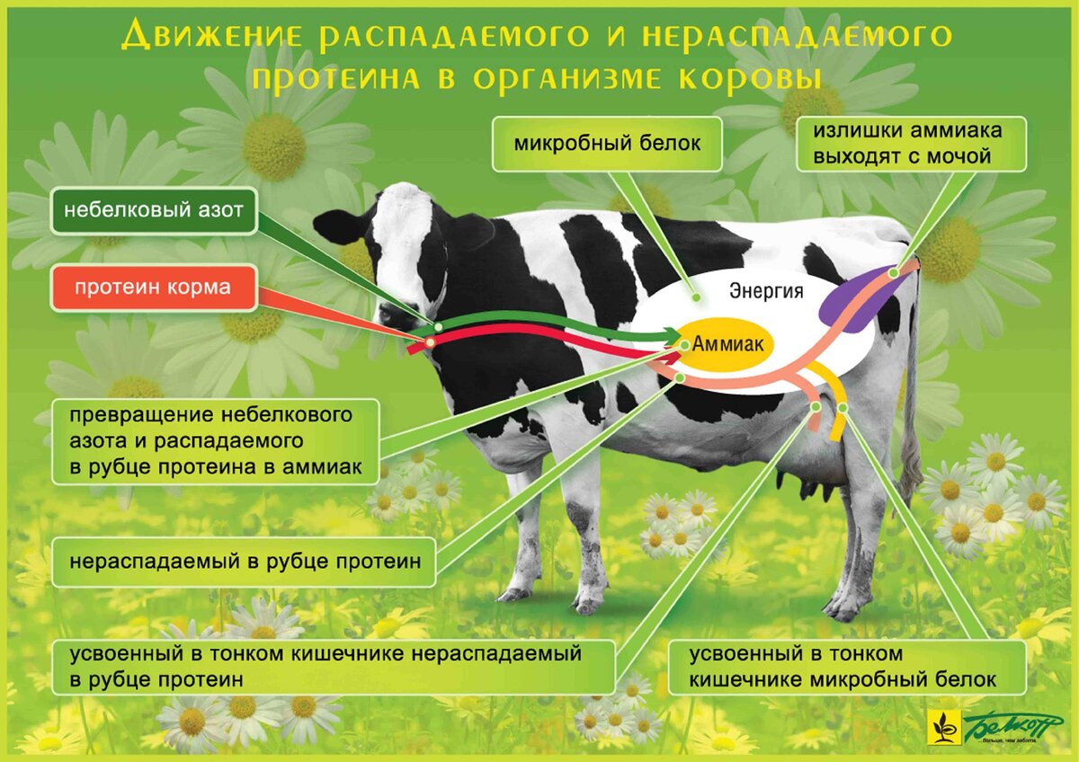 Сколько давать корове сена