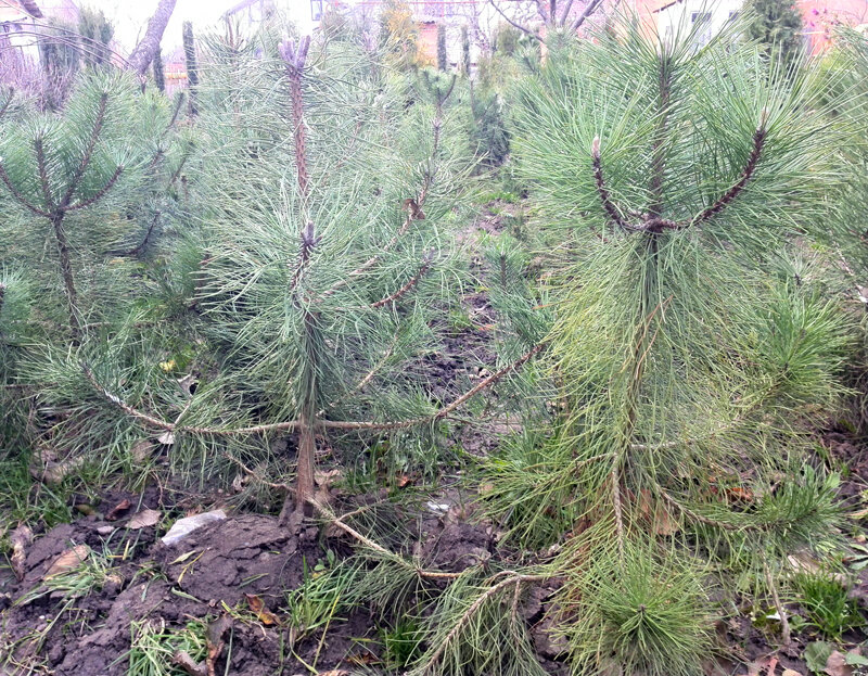 Фото из Нашего питомника!