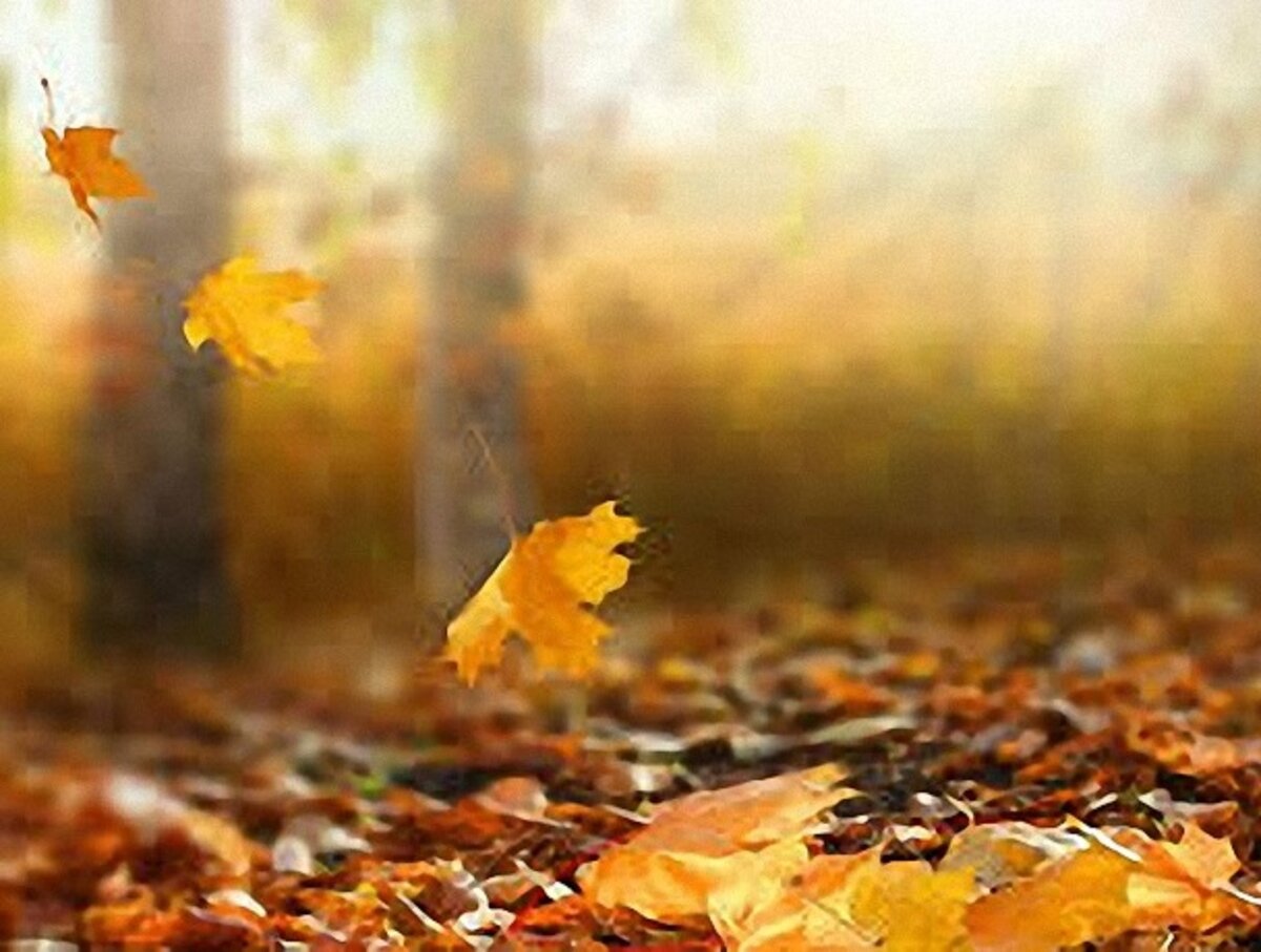 Все оттенки осени из открытых источников интернета 