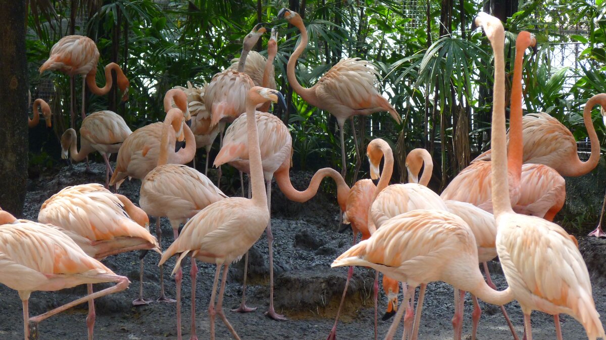Розовый Фламинго в Safari World в Бангкоке.