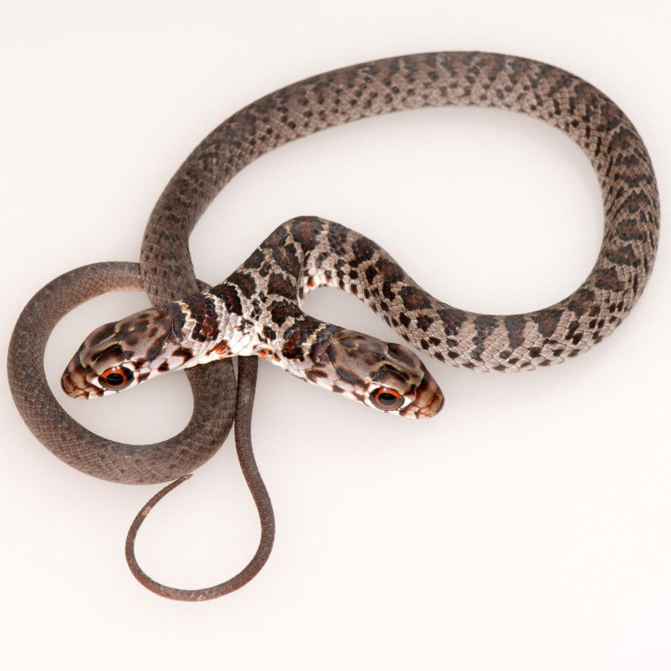 snake with two heads, double-headed snake found . - YouTube