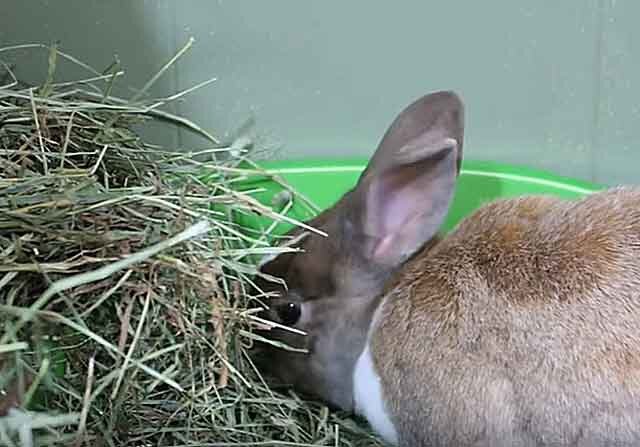 Понос у кролика: причины, лечение, профилактика - Ava Market
