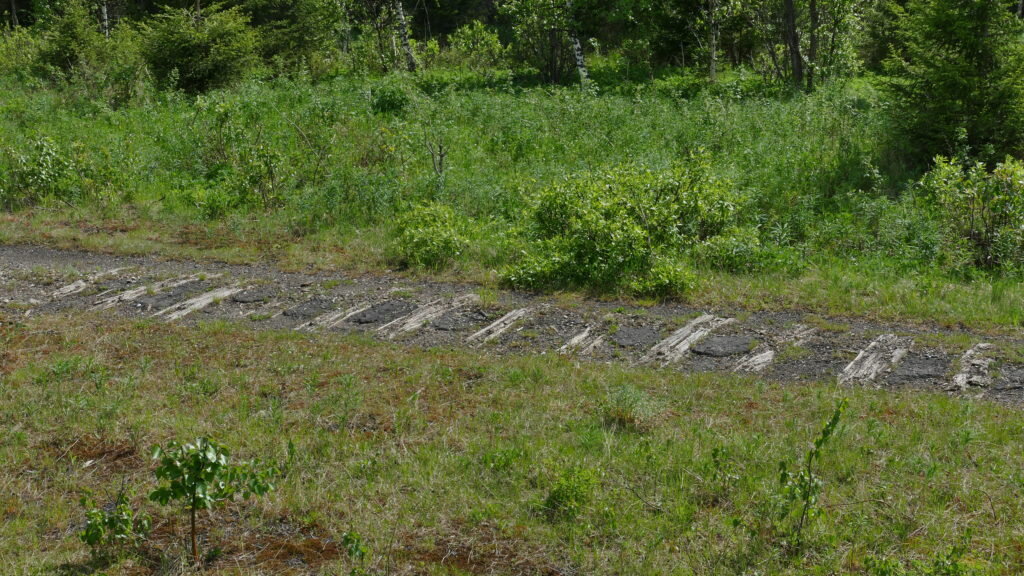 Остатки шпал от узкоколейки