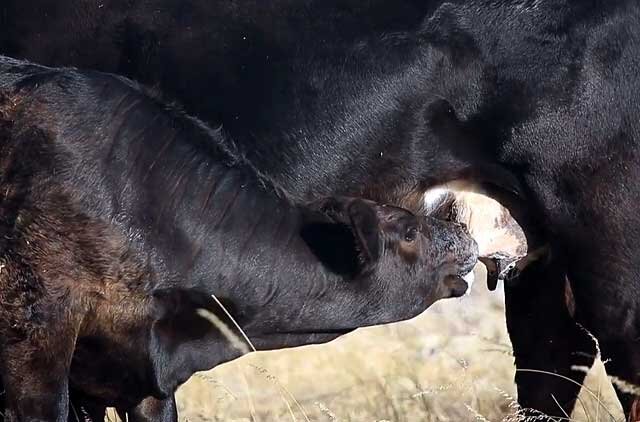 Теленок пьет. Теленок пьет молоко. Теленок пьет молоко у коровы.