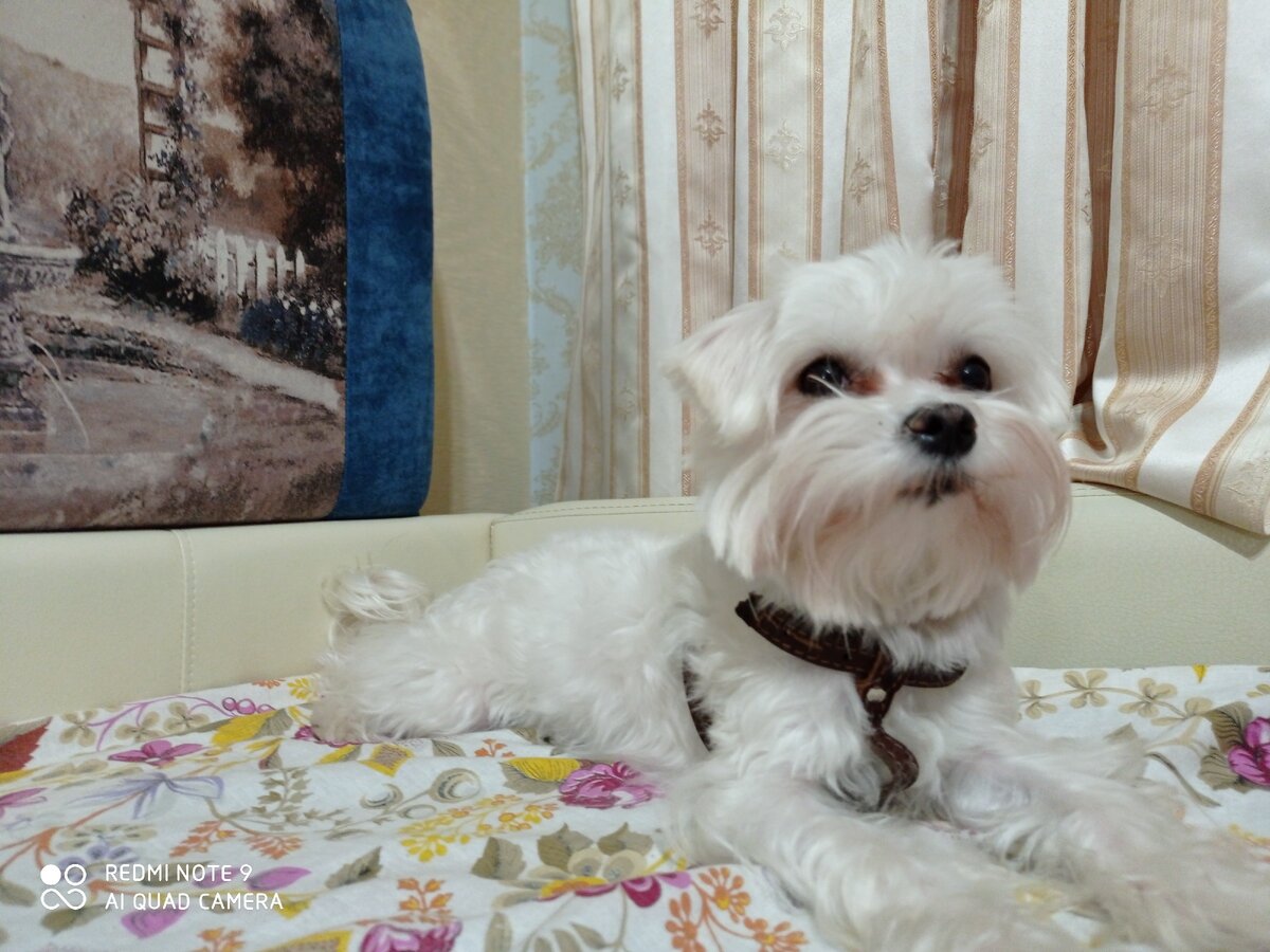 А это наш Снежок ❤