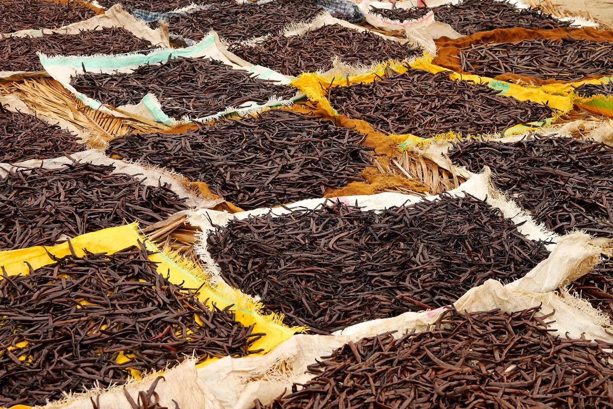 поле ванили. испарта турция лавандовое поле. поле ванили. валансоль франция. лавандовые поля в провансе франция.