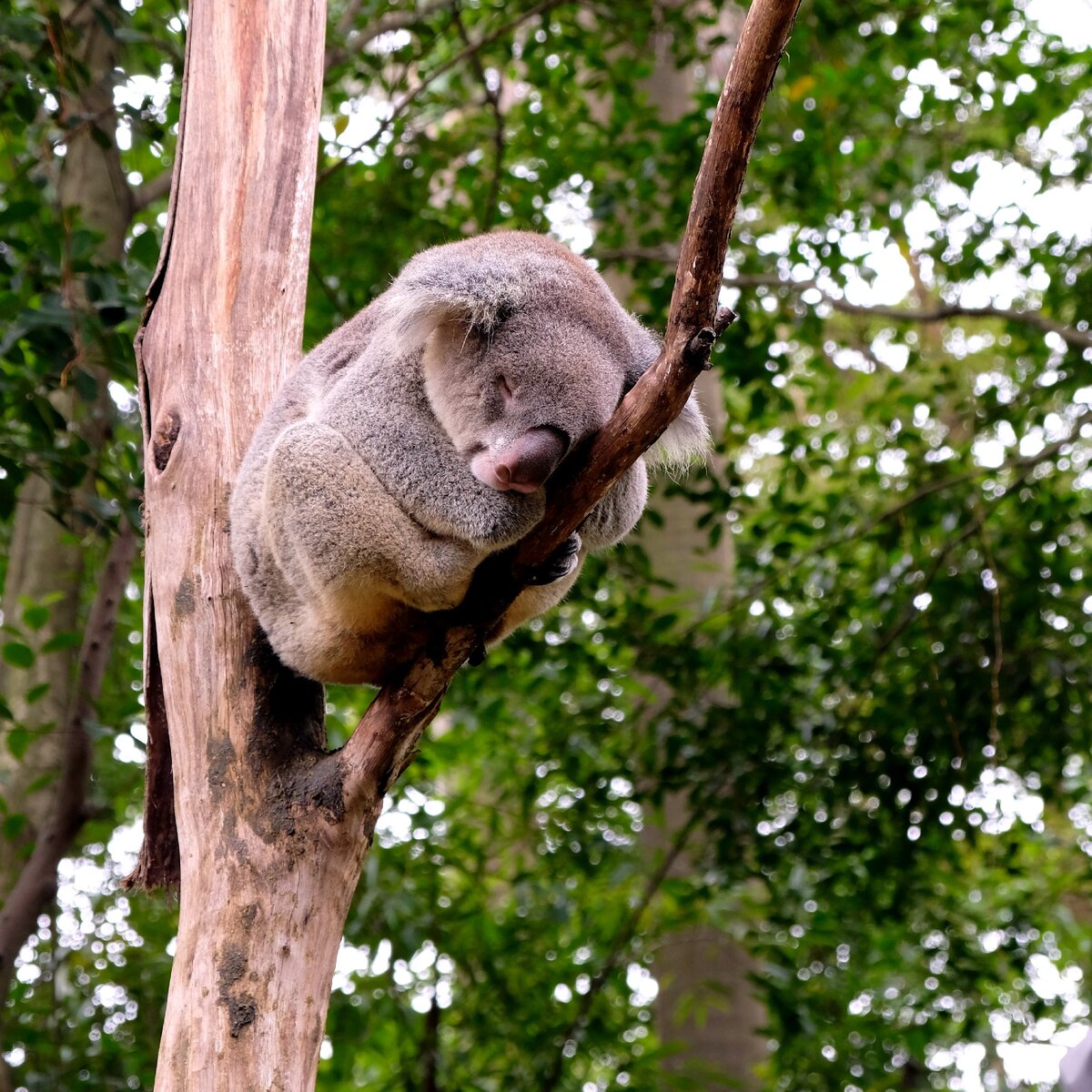 Коала из сафари-парка в Гуанчжоу