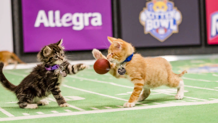 По итогу чемпионата обычно побеждают все: и зрители и котята. Например, в 2015 году еще во время эфира от зрителей поступило более семидесяти заявок на "усыновление" котят. Источник фото Яндекс Диск