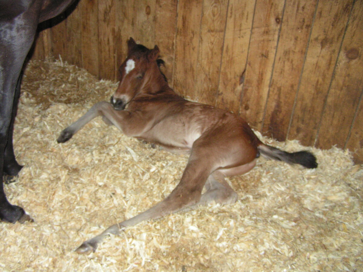 Он был огромным, и не мог сразу встать на ножки