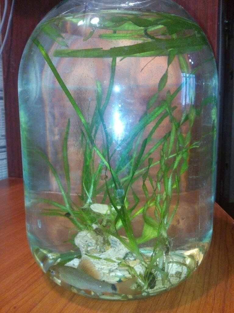 Банка  с примерным содержимым моего детства. Фото из Яндекс.ру