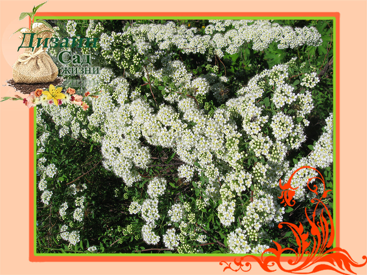 Группы спирей