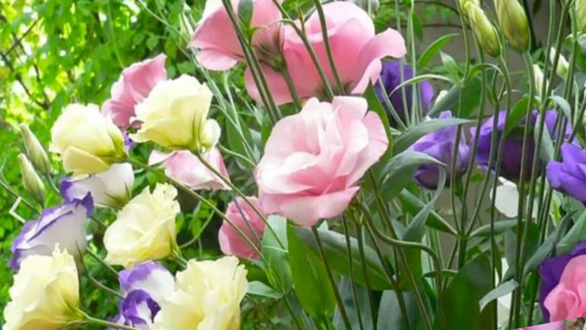 Когда и как сеять эустому