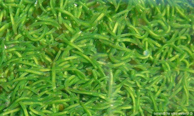 Скопление червей