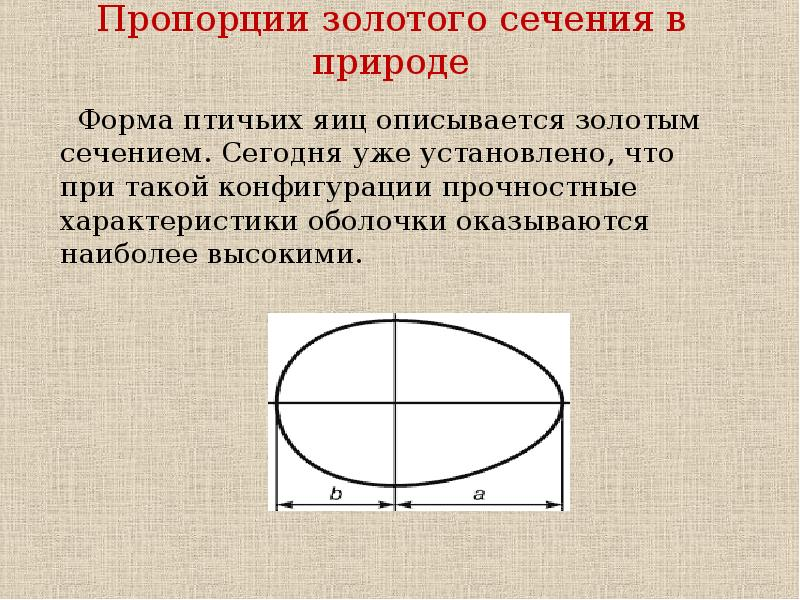 Классическая пропорция. Золотое сечение пропорция. Пропорции золотого сечения в природе. Золотая пропорция в природе. Золотое сечение Золотая пропорция