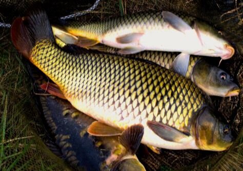 Карп (фото из интернета)