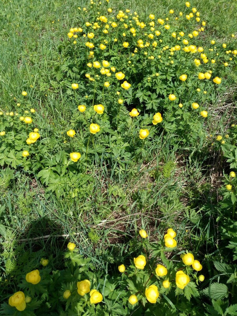 Чисто  удмуртский цветок   Италмас ( цветок любви  цветок солнца).