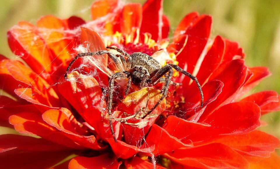 Источник: pixabay.com