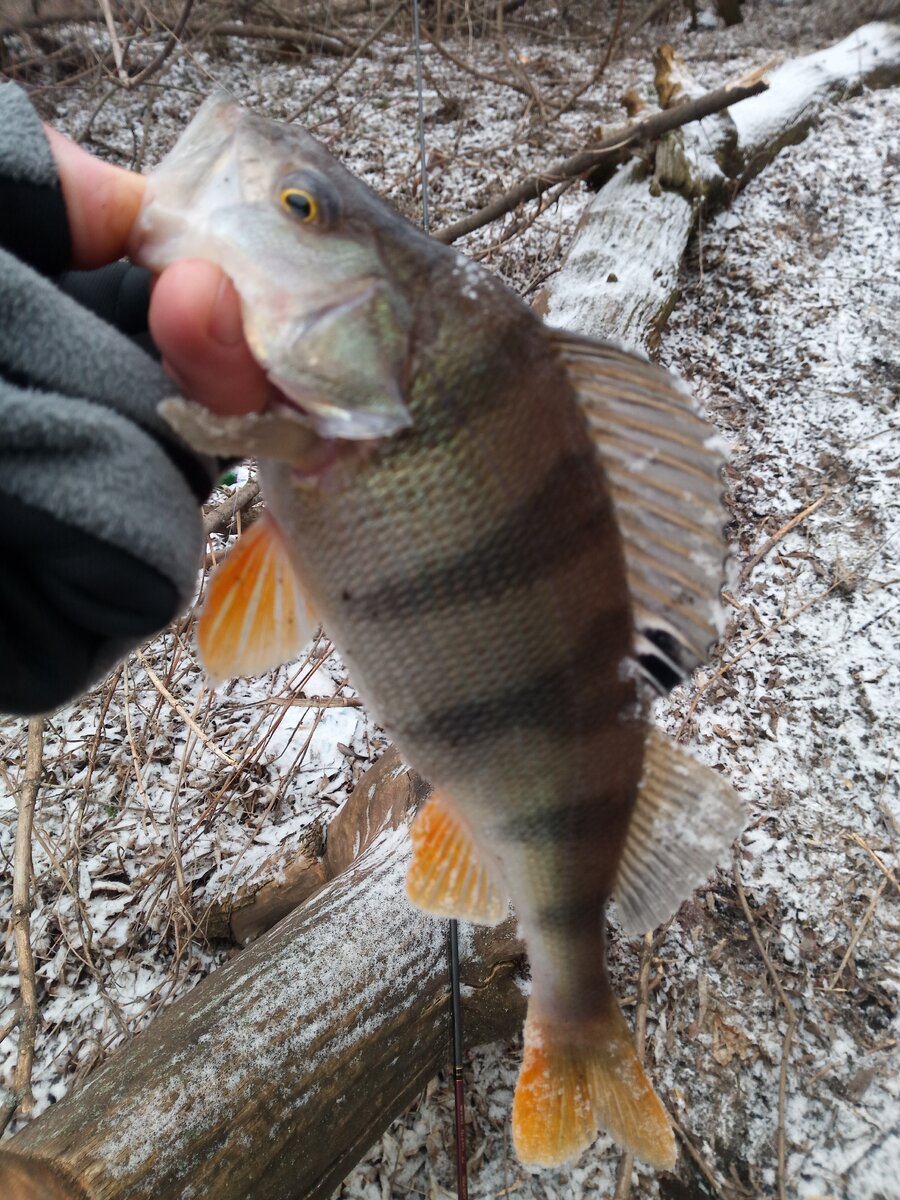 Неплохой экземпляр для нашей реки.
