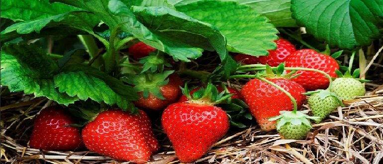 рассада клубники

